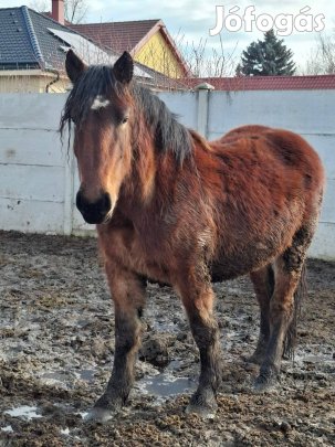 Eladó vagy cserélhető 4 db hidegvérű kanca.