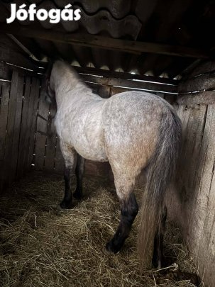 Eladó vagy cserélhető csődör