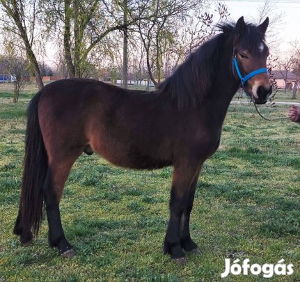 Eladó vagy cserélhető herélt kisló