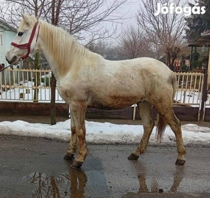 Eladó vagy cserélhető herélt ló