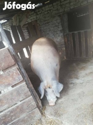 Eladó vagy cserélhető hizó