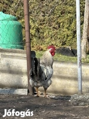 Eladó vagy cserélhető kakasok!