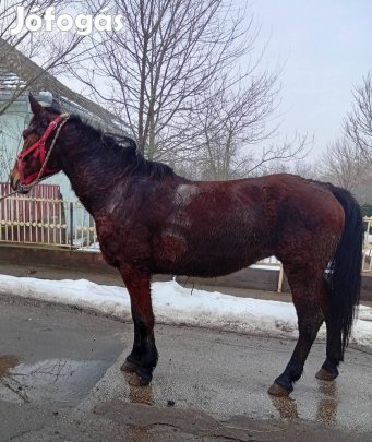 Eladó vagy cserélhető kanca ló