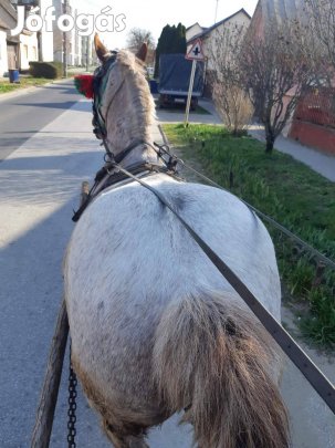Eladó vagy cserélhető kanca ló 