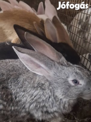 Eladó vagy cserélhető nyulak