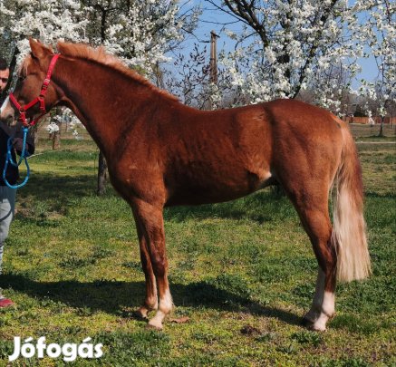 Eladó vagy cserélhető sport póni mén