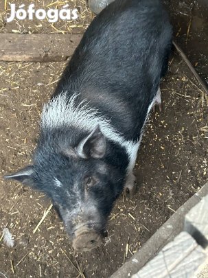 Eladó vagy cserélhető vietnámi sertések