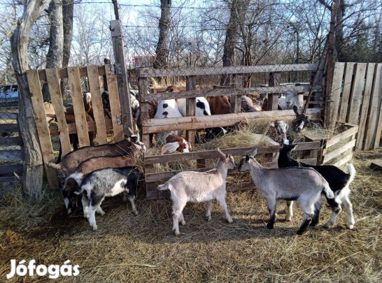 Eladó választási bak gida