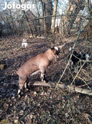 Eladó választási bak gida