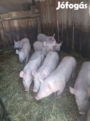 Eladó választási malac