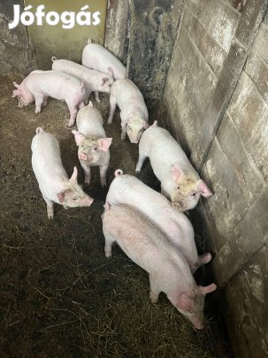 Eladó választási malac!