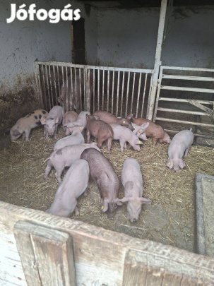 Eladó választási malacok