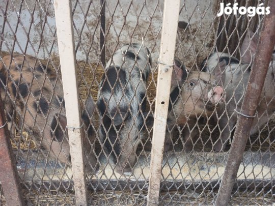 Eladó választási malacok