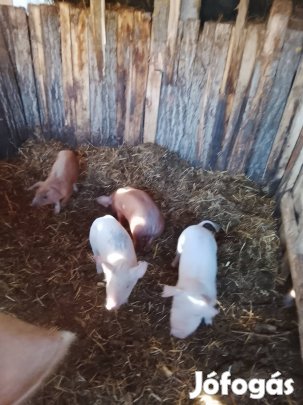 Eladó valasztasi malacok 