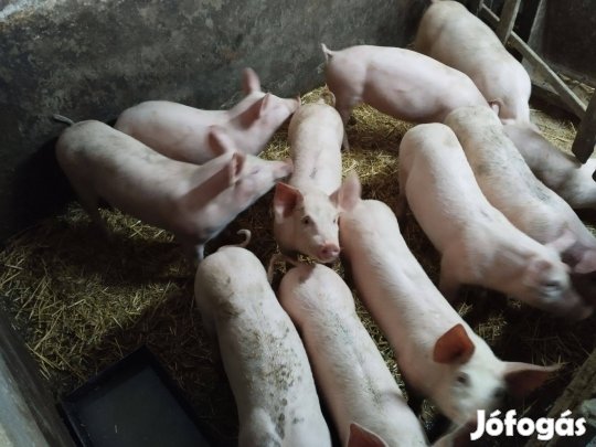 Eladó választott malacok!