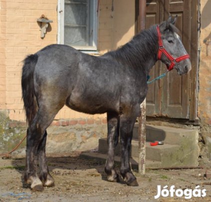 Elado vastag deres csikó 