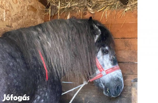 Eladó vastag deres csődör