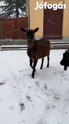 Eladó vemhes alpesi kecske