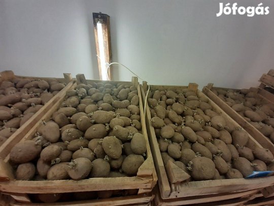 Eladó vetőmag burgonya Kisteleken több fajta