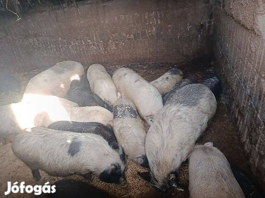 Eladó vietnami keverék malacok