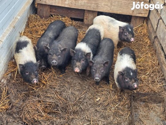 Eladó vietnámi kismalacok