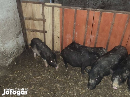 Eladó vietnámi malacok