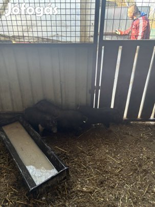 Eladó vietnámi süldők! 