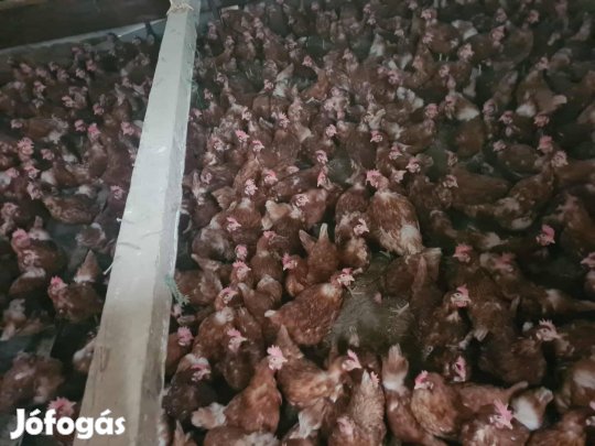 Eladó vörös aktívan tojó tyúkok