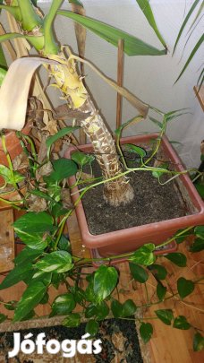 Eladó yucca pálma magassága kb 160cm