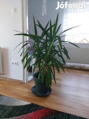 Eladó yukka Vácegres