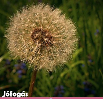 Eladó zártkert Szekszárdon!