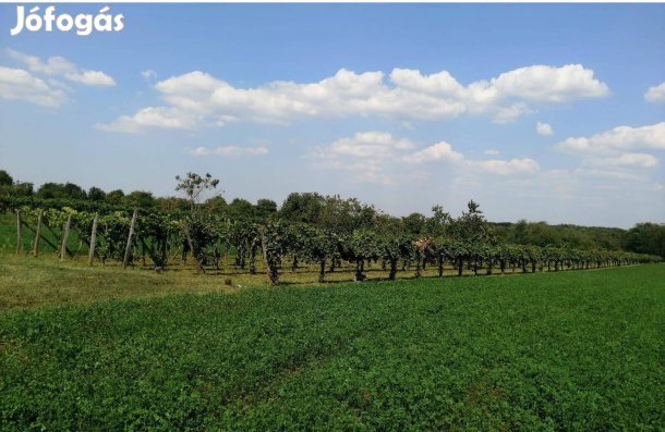 Eladó zártkerti szőlő Ugodon