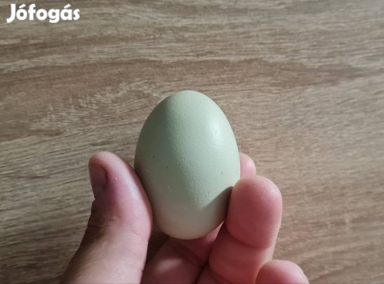 Eladó zöld tojás