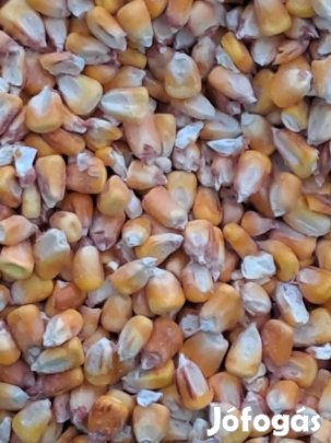 Eladó zsákolt kukorica