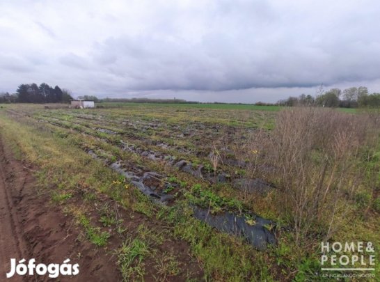 Eladó zsombói mezőgazdasági telek! - Szeged