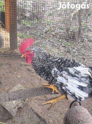 Eladóak 1 éves fiatal kakaskák