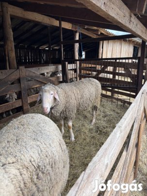 Eladóak 3 db törzskönyvezett kosok