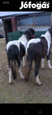 Eladóak egyben tarka kanca pónik.