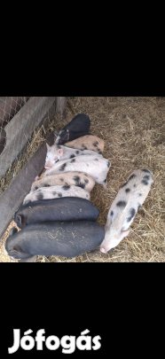 Eladóvá vált, keverék malacok!