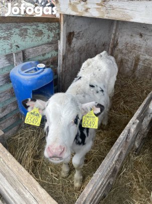 Eldo Hat darab választott bikaborjú 