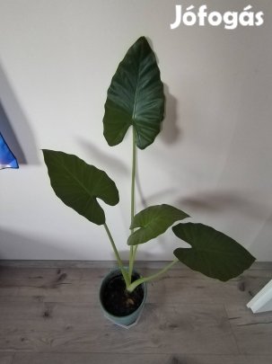 Elefántfül növény