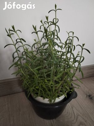 Elevenszülő növény 20 cm 