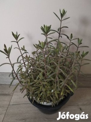 Elevenszülő növény 