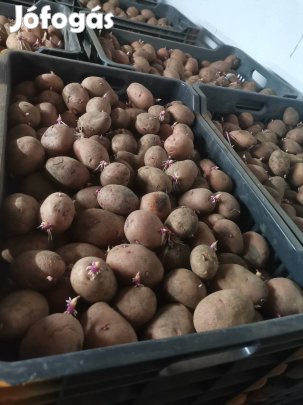 Elit magból termelt Balatoni rózsa 