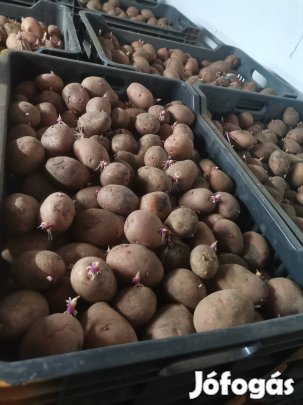 Elit magból termelt Balatoni rózsa 