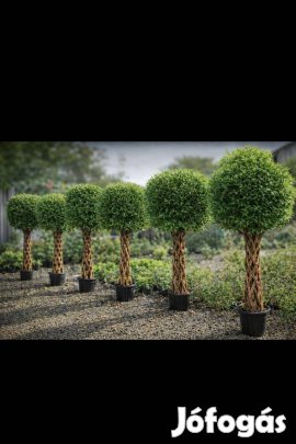 Élő fonott fűzfa - több méretben