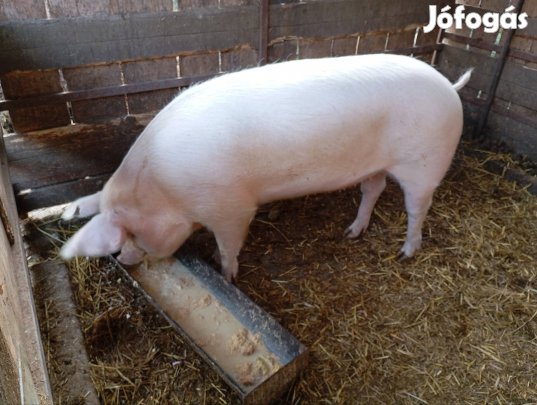 Elő hasú koca eladó!