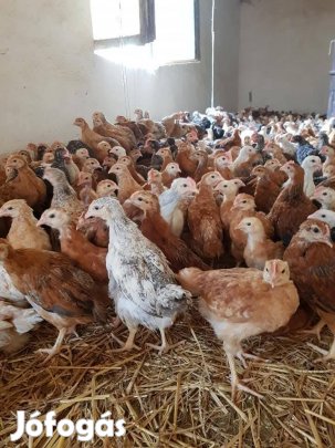 Elő nevelt csirke!