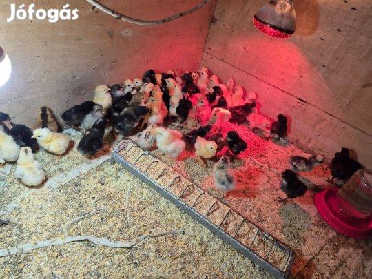 Elő nevelt s napos csibe