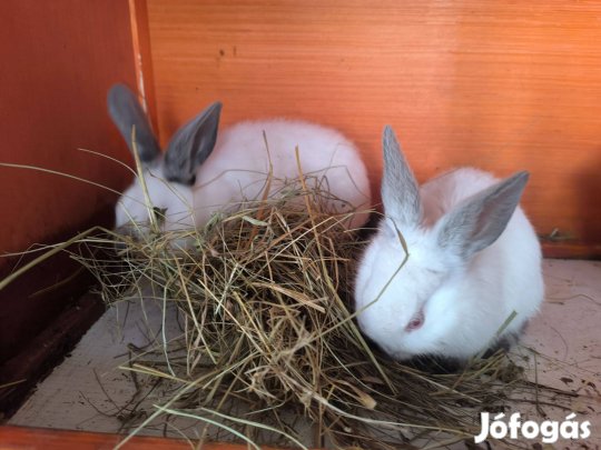 Élő nyulak eladó